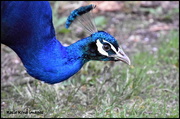 22nd May 2018 - Friendly peacock