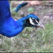Friendly peacock by rosiekind