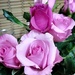 Pink Roses by salza