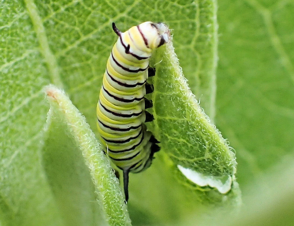 Monarch Caterpillar by cjwhite