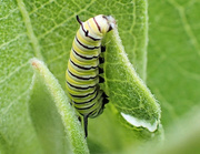 22nd May 2018 - Monarch Caterpillar