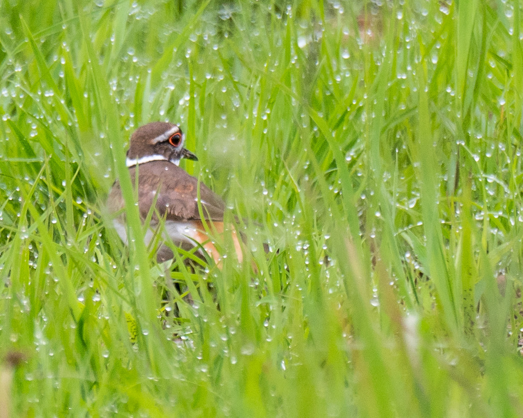 Killdeer in wet grass  by rminer