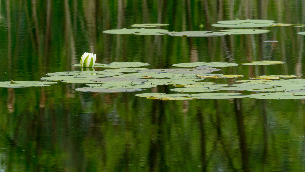 water lily by rminer