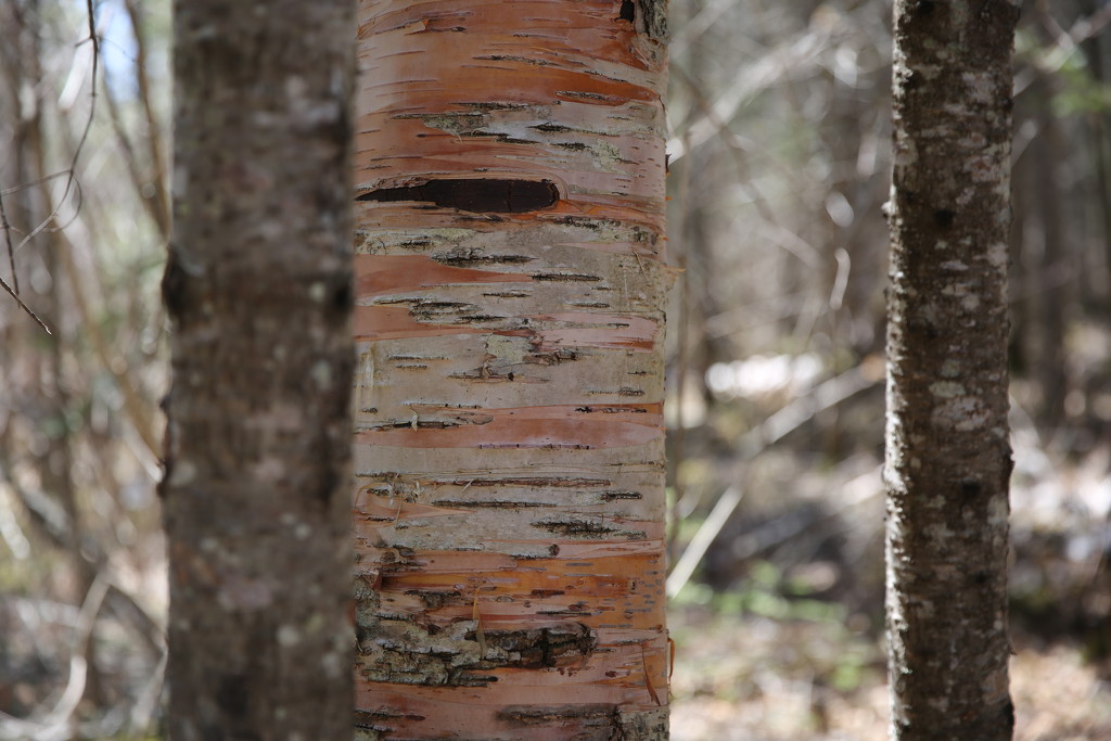 birch... by earthbeone