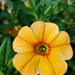 Bright Sunny Flower  by jo38