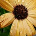 It Is A Rainy Day Flower by jo38