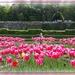 tulips and me  by sarah19