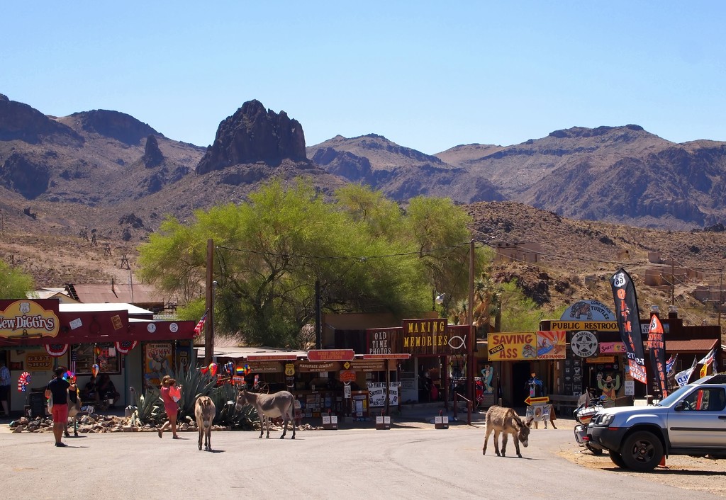 a typical day in Oatman by blueberry1222