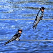 23rd May 2018 - Two Welcome Swallows  ~
