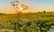 22nd May 2018 - Cow parsley sunset 