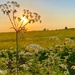 Cow parsley sunset  by 365projectdrewpdavies