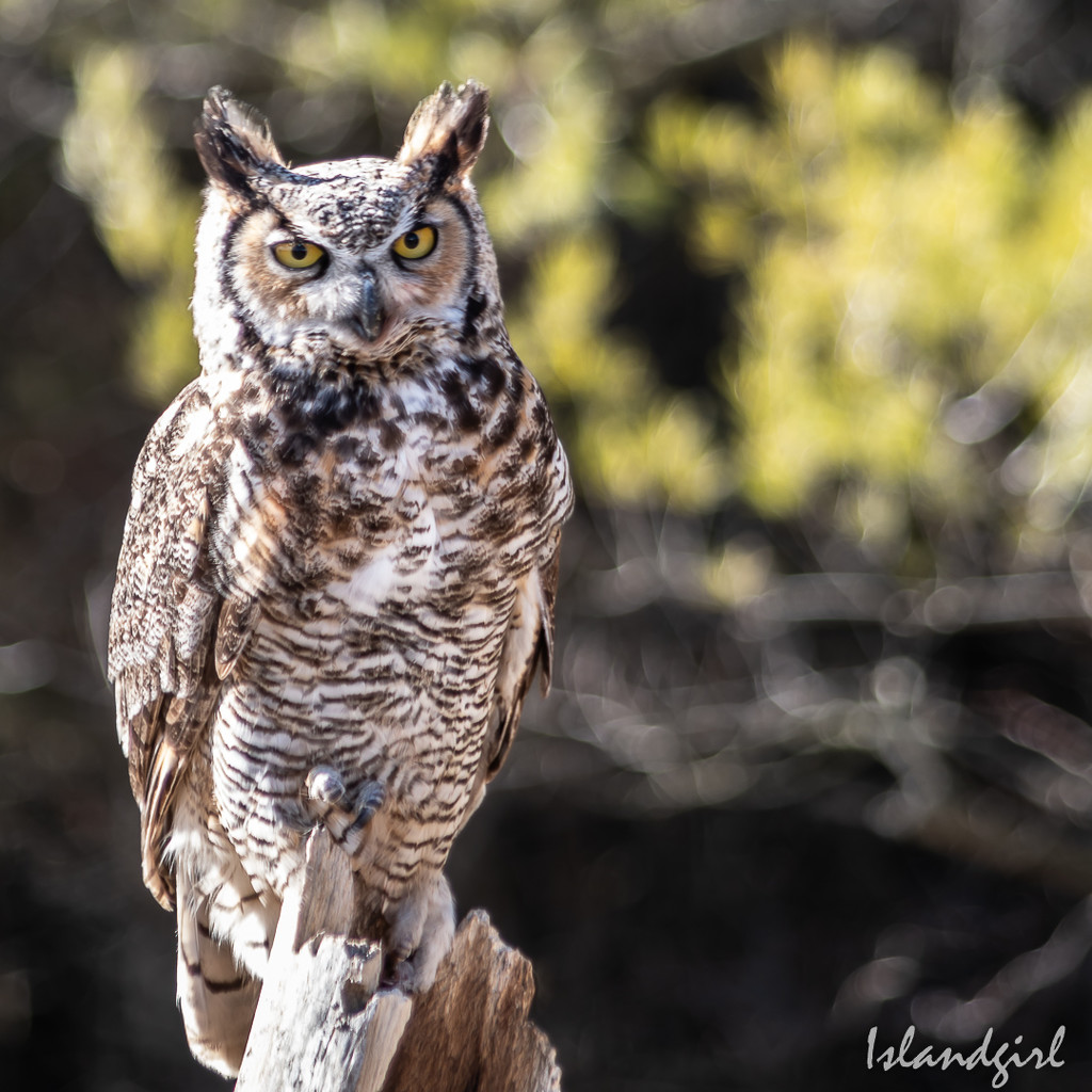 Great Horned Owl  by radiogirl