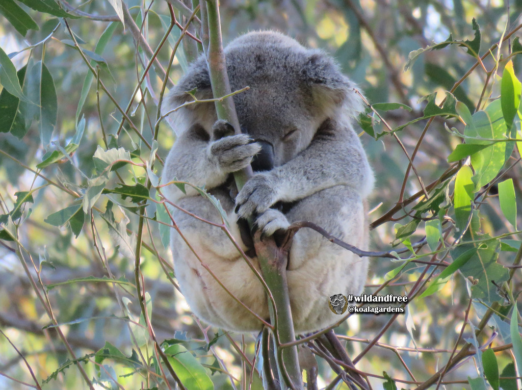 Bullet by koalagardens