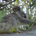 Stevie by koalagardens
