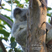 pouchful by koalagardens