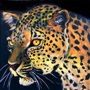 20th May 2018 - Leopard on Black