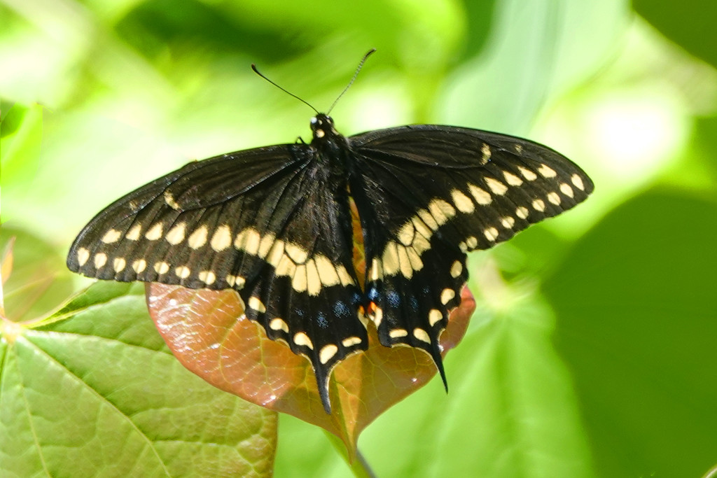 A Very Cooperative Swallowtail by milaniet
