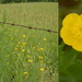 Buttercups by francoise