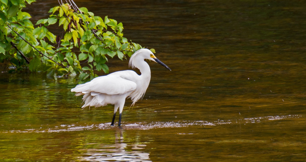 Snowy Egret Searching for Breakfast! by rickster549