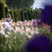 Iris in the Garden by tina_mac