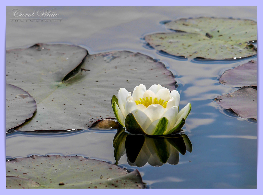 Water-Lily by carolmw