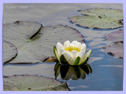 23rd May 2018 - Water-Lily