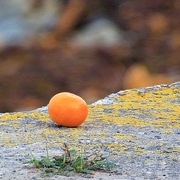 18th May 2018 - Orange on the rocks