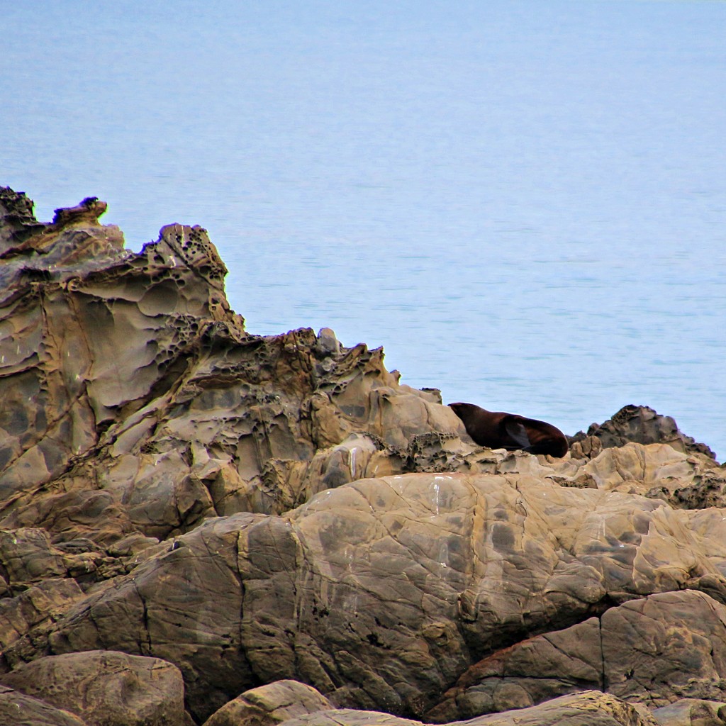 Spot the seal by kiwinanna