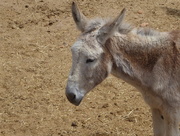 23rd May 2018 - Why do donkeys always look so sad? 