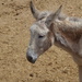 Why do donkeys always look so sad?  by chimfa