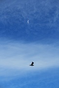22nd May 2018 - Soaring across the sky
