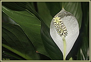 22nd May 2018 - Peace Lily