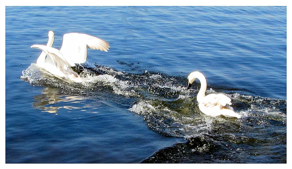 Swan chase. Rishton Reservoir. by grace55