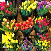22nd May 2018 - Tulips For Sale