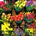 Tulips For Sale by yogiw
