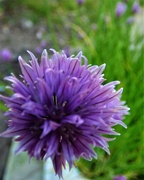23rd May 2018 - Chives - flowerhead 