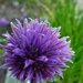 Chives - flowerhead  by beryl
