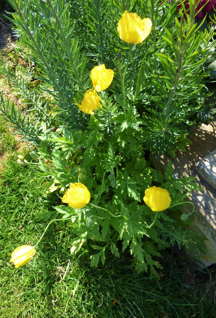 Welsh poppies  by beryl