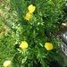 Welsh poppies  by beryl