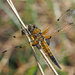 Four Spotted Chaser by philhendry