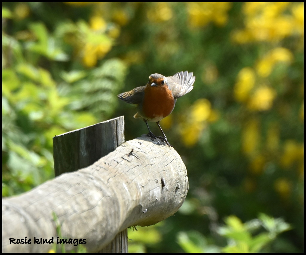 RSPB robin by rosiekind