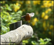 23rd May 2018 - RSPB robin