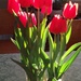 Early Spring Tulips by cwarrior