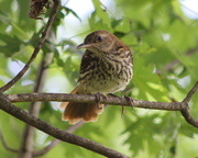 23rd May 2018 - Baby Brown Thrasher