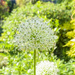 White Allium  by tonygig