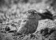22nd May 2018 - A bird in the sand.