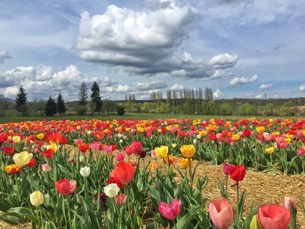 Tulips field.  by cocobella