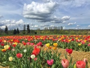 23rd May 2018 - Tulips field. 
