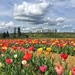 Tulips field.  by cocobella
