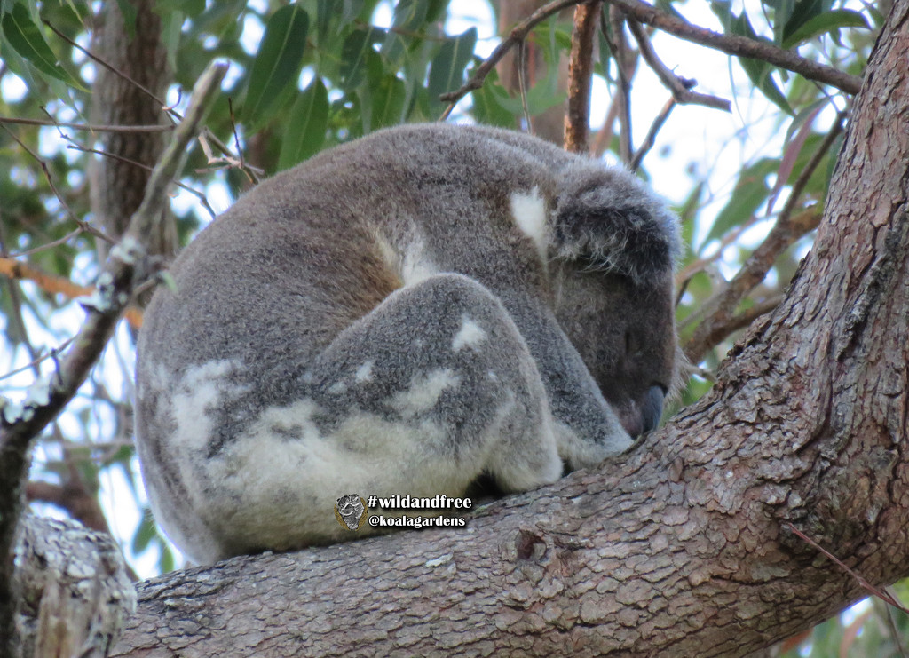 keep the tips warm by koalagardens